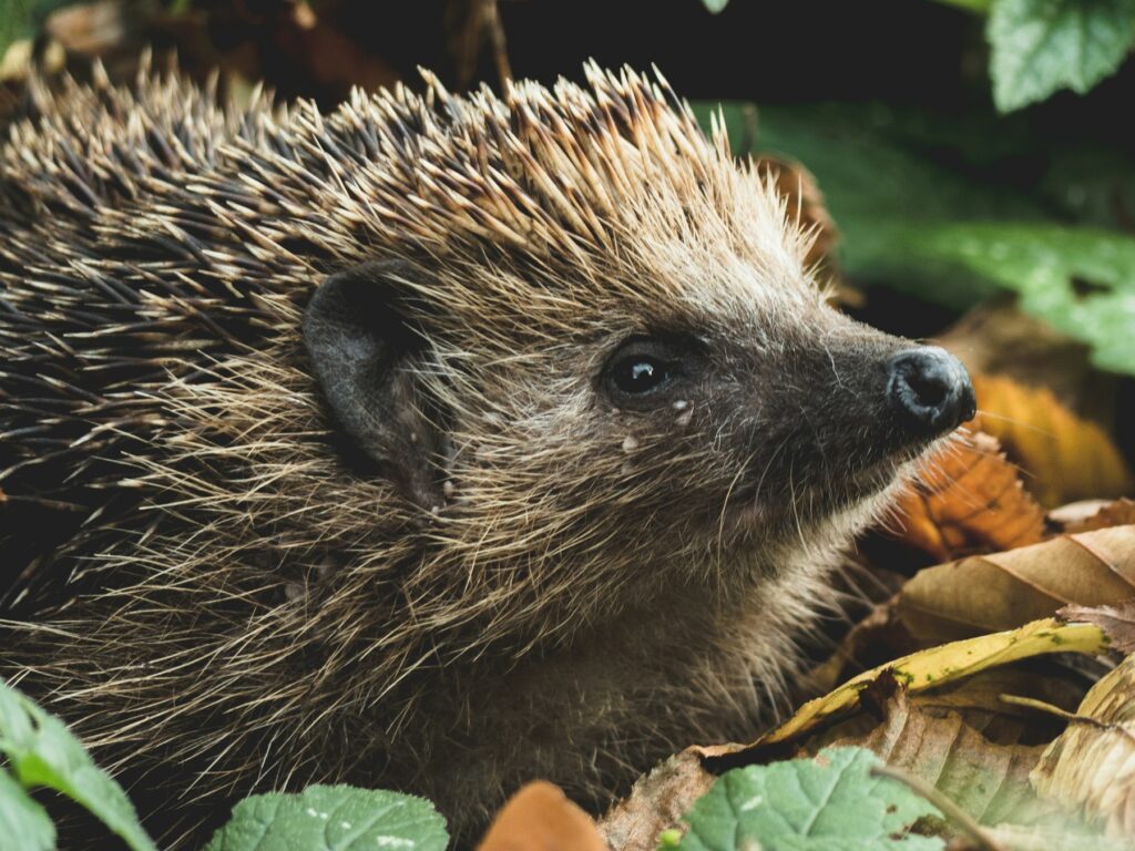 Igel auf trockenem Laub