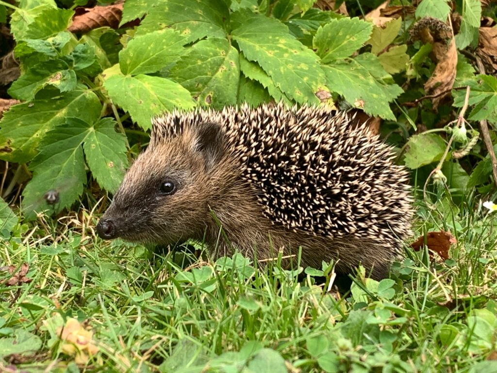 Igel läuft durch einen naturnahen Garten, in dem Laub liegen bleiben darf