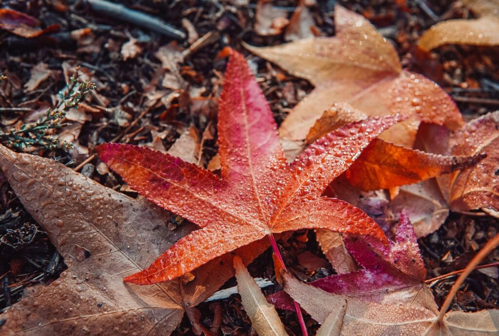 Nasses Herbstlaub auf einem Haufen – Ausgangsmaterial, um Laub zu kompostieren