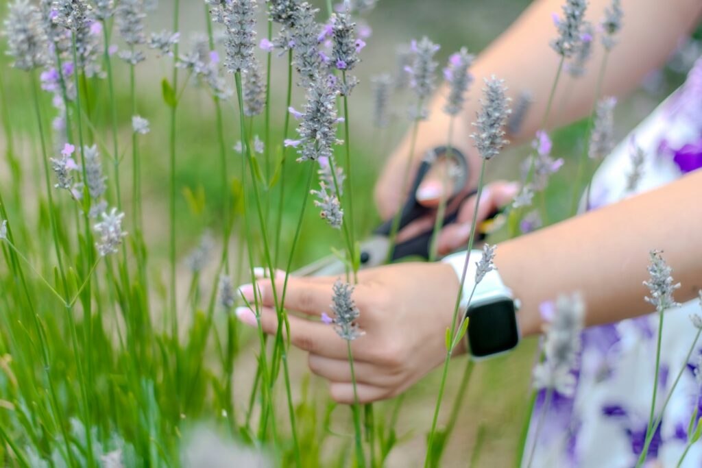 Hände kürzen mit einer Schere die Blütenstiele beim Lavendel schneiden im Garten