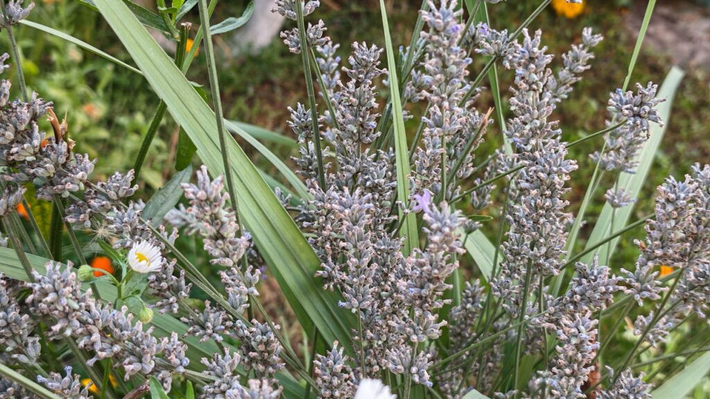 Blühender Lavendel im Sommergarten – wer Lavendel schneiden will, wartet die Blüte ab