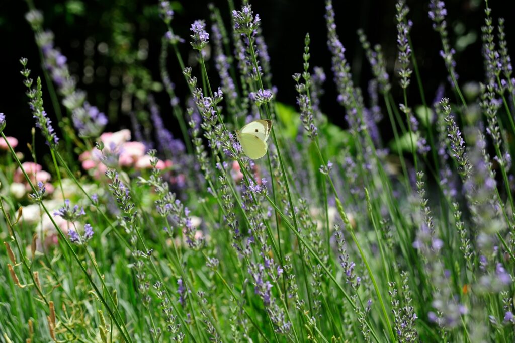 Schmetterling sitzt auf blühendem Lavendel neben Rosen