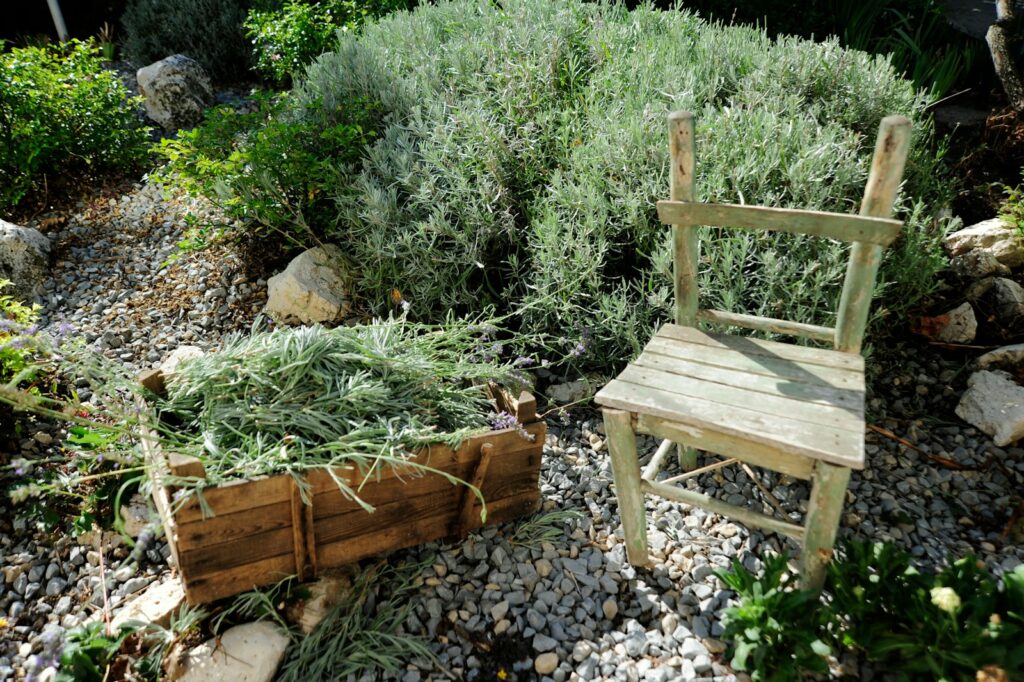 Holzkiste mit frisch geernteten Lavendelstielen nach dem Lavendel schneiden neben einem Gartenstuhl