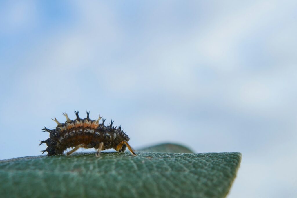 Marienkäfer Larve mit Dornen und Warzen auf einem Blattrand