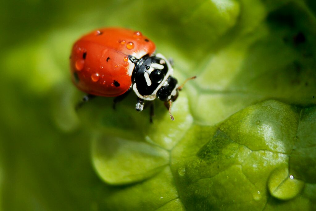 Siebenpunkt-Marienkäfer auf einem Blatt im naturnahen Garten