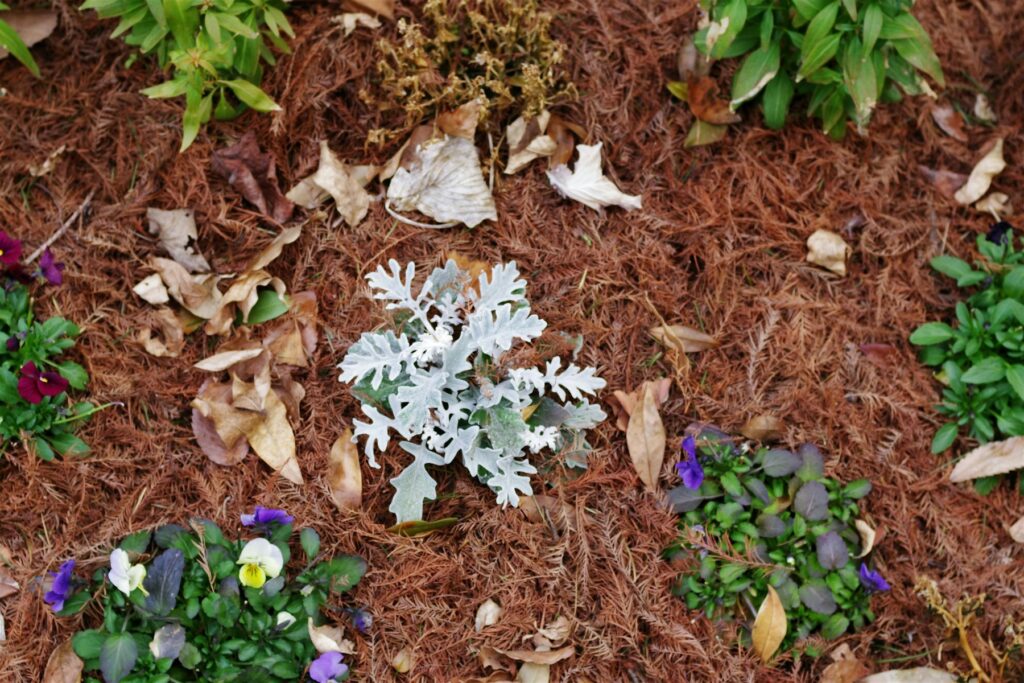 Gemulchtes Gartenbeet mit Pflanzen