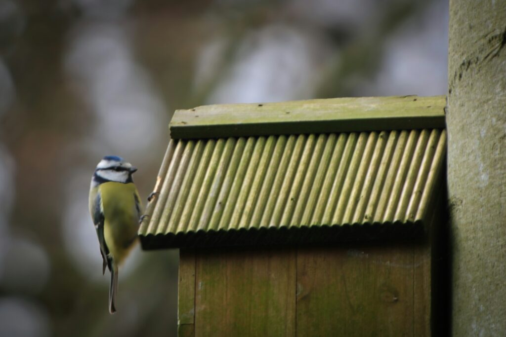 Blaumeise sitzt auf einem Nistkasten aus Holz – beim Nistkasten aufhängen entscheidet das Flugloch über die Vogelart