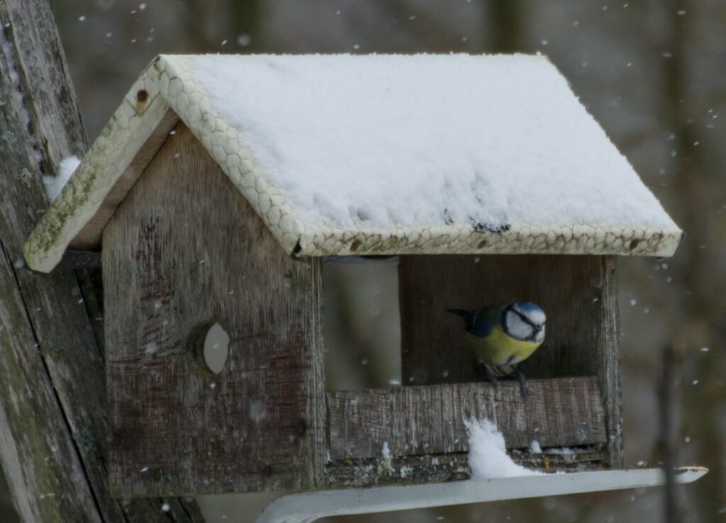 Blaumeise im verschneiten Nistkasten – wer den Nistkasten im Herbst aufhängt, bietet einen Schlafplatz im Winter