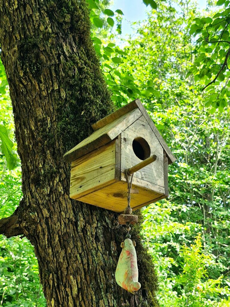 Nistkasten hängt an einem Baum im Wald – frei anfliegbar und außer Reichweite von Katzen