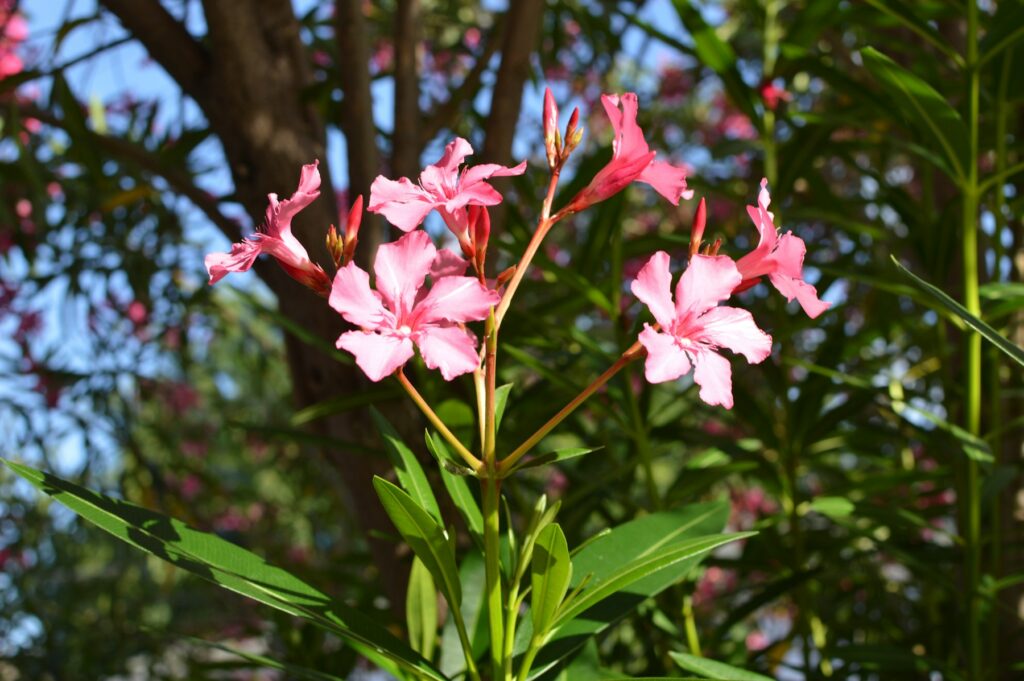 Rosa blühender Oleander mit grünen Blättern: Oleander gelbe Blätter zeigen meist einen Pflegefehler
