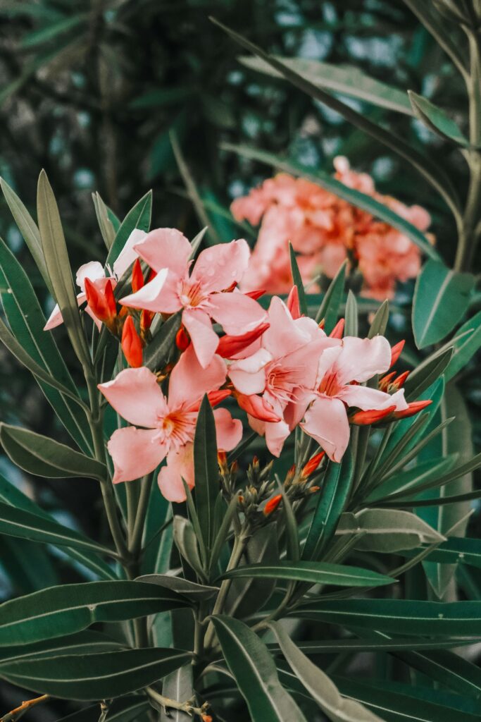Gesunder Oleander mit rosa Blüten, roten Knospen und sattgrünen Blättern statt Oleander gelbe Blätter