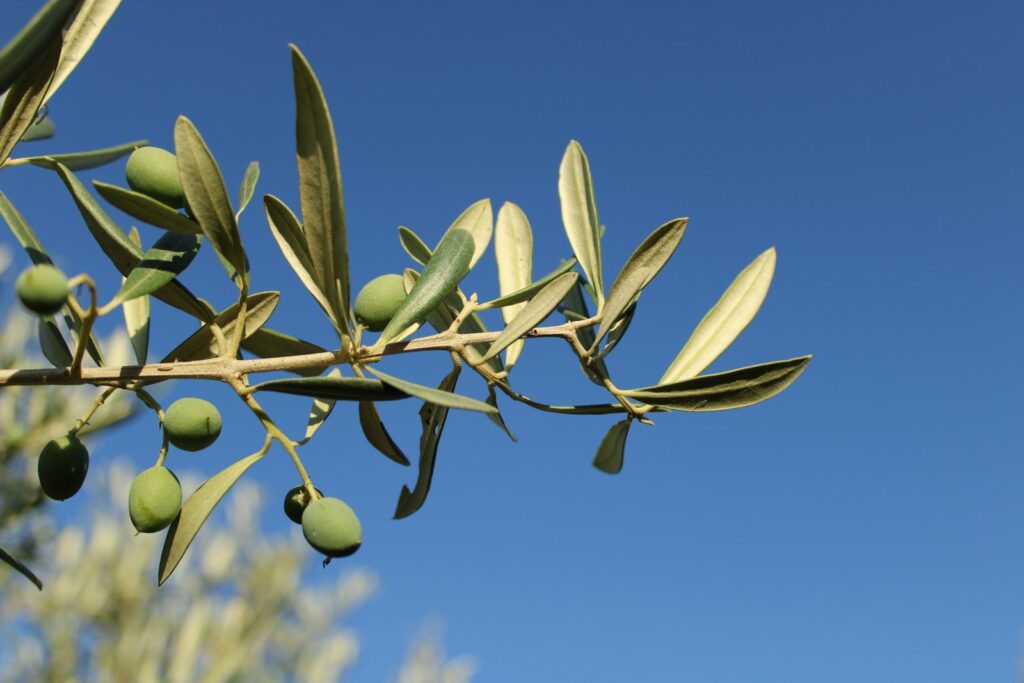 Olivenzweig mit grünen Früchten vor blauem Himmel, Fruchtholz beim Olivenbaum schneiden schonen