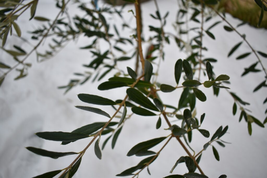 Olivenzweig mit Schnee: Wer seinen Olivenbaum überwintern will, schützt ihn vor strengem Frost