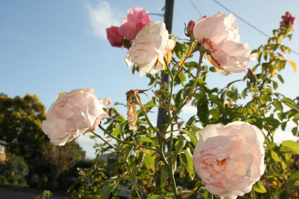Rosa Rosen im Garten