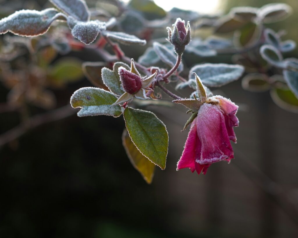 Rosa Rosenblüte mit Raureif überzogen – höchste Zeit, Rosen winterfest zu machen