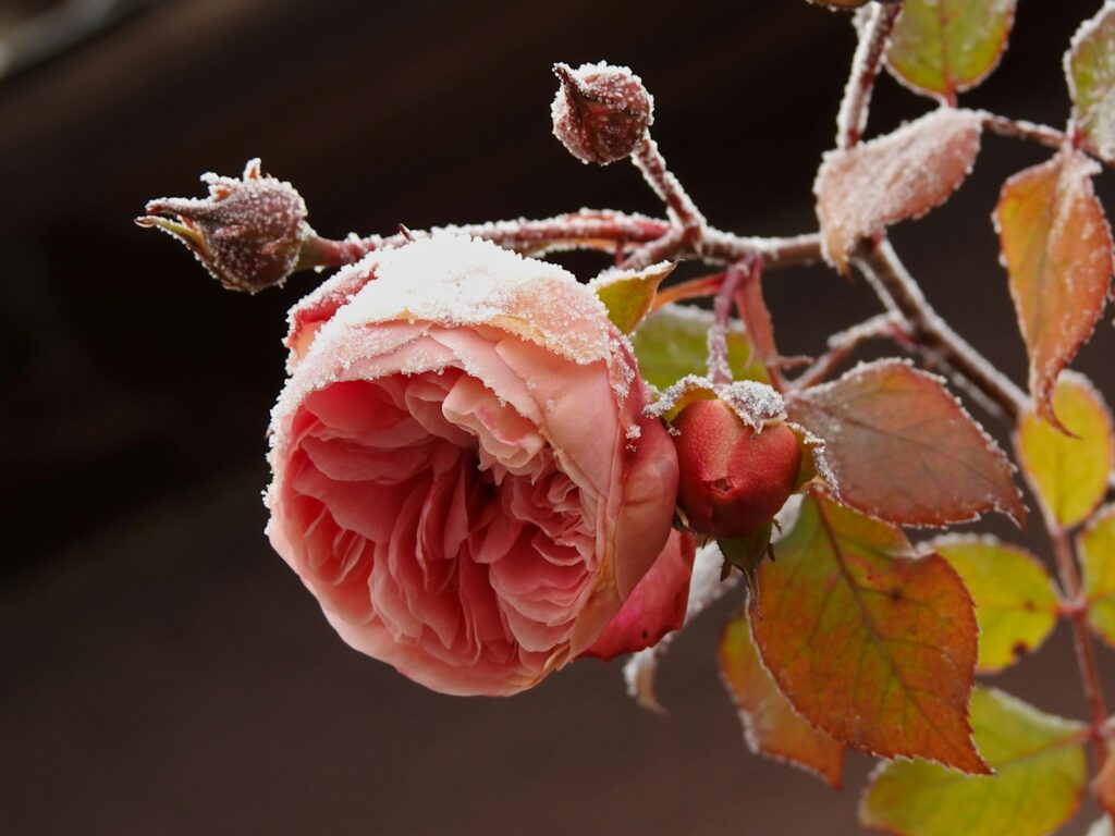 Rosa Rose mit Schneehaube am Zweig beim Rosen überwintern im Garten