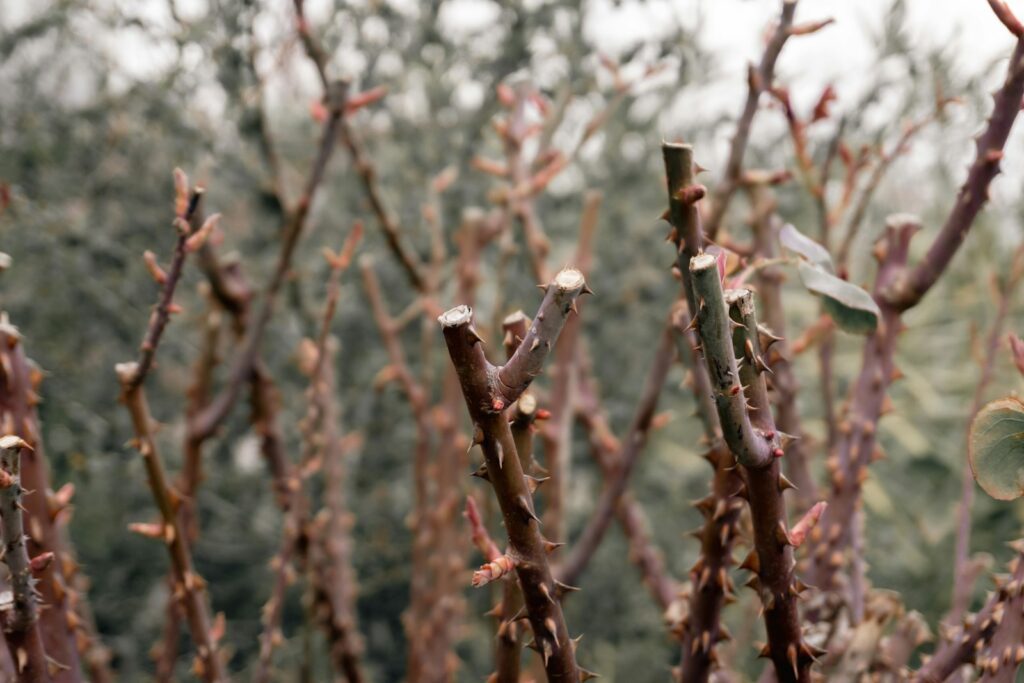 Zurückgeschnittener Rosenstrauch mit frischen Knospen nach dem Rosen winterfest machen