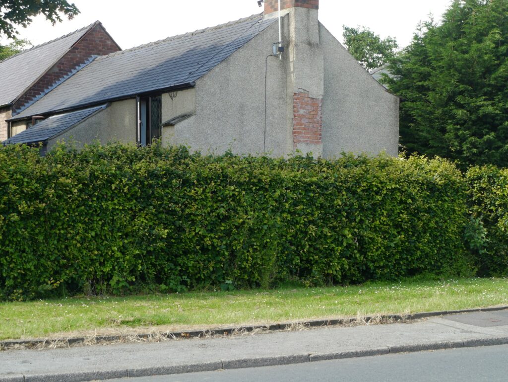 Dichte grüne Hecke vor einem Haus