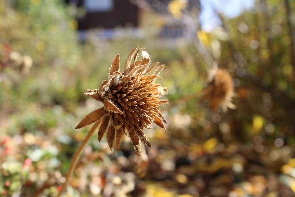 Vertrockneter Samenstand vor Herbstlaub