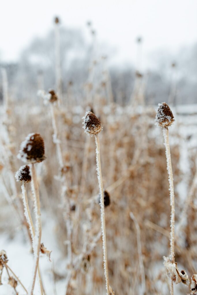 Mit Raureif überzogene Samenstände im verschneiten Wintergarten