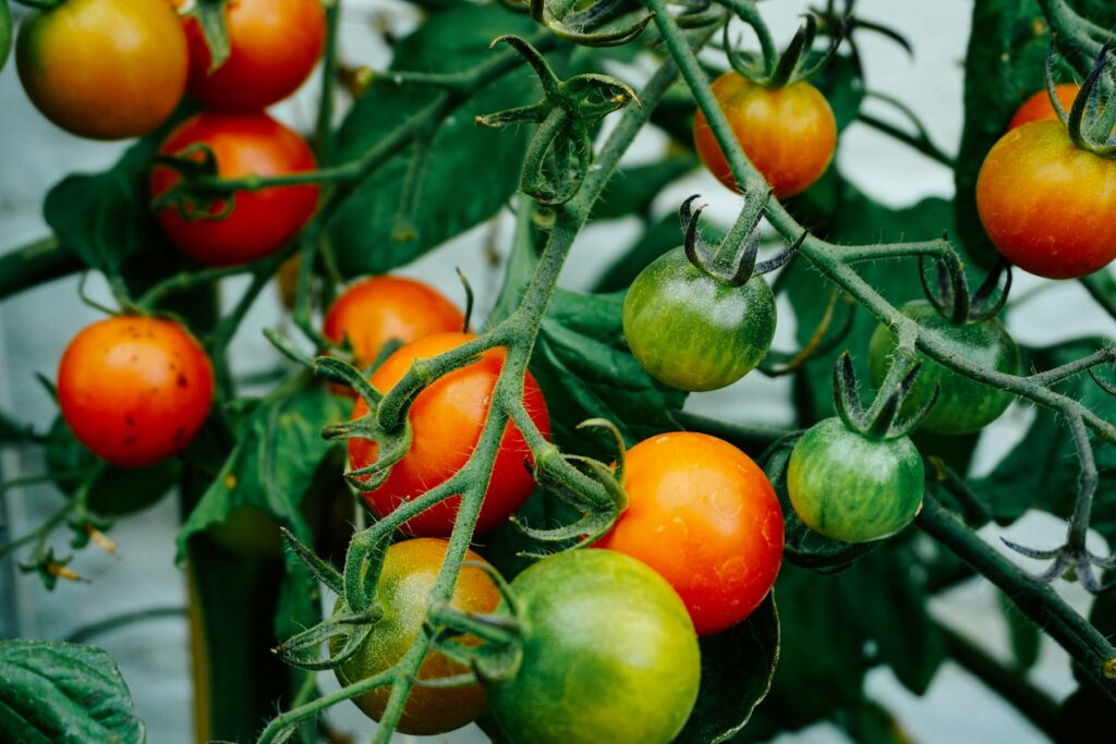 Rote und grüne Früchte an einer Tomatenpflanze einige Wochen nach dem Tomaten pflanzen