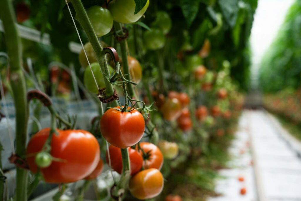 Reihe von Tomatenpflanzen mit roten Früchten im Gewächshaus