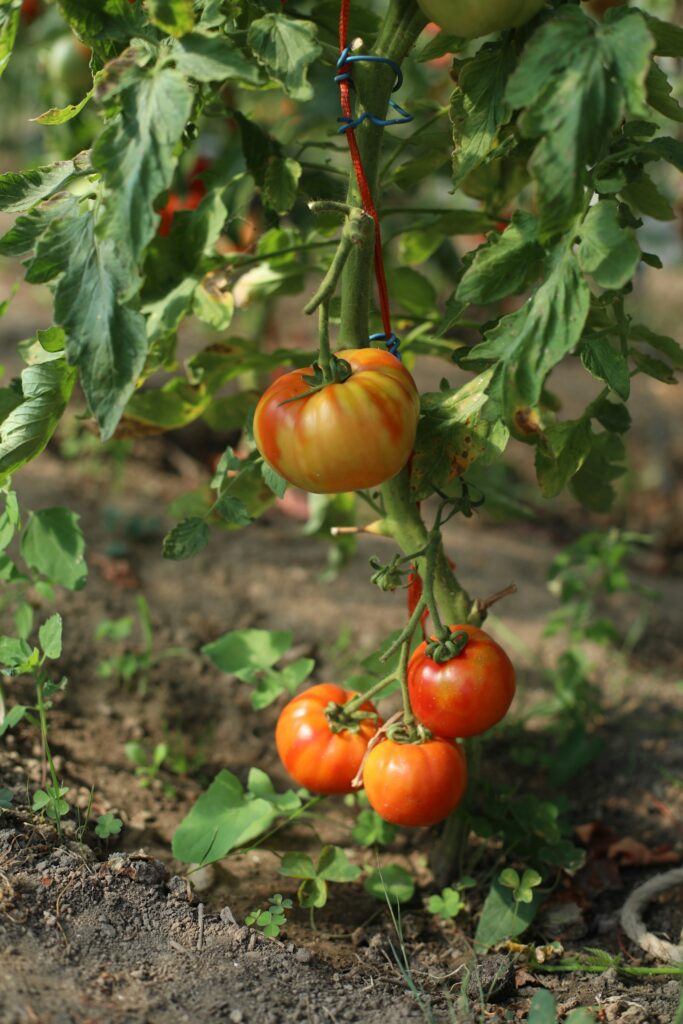 Rispe mit reifenden Tomaten im Gemüsegarten, ein Lohn für sorgfältiges Tomaten pflanzen