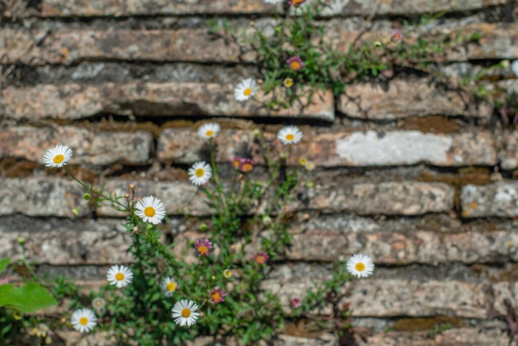 Kleine weiße Blüten wachsen aus den Fugen einer Trockenmauer