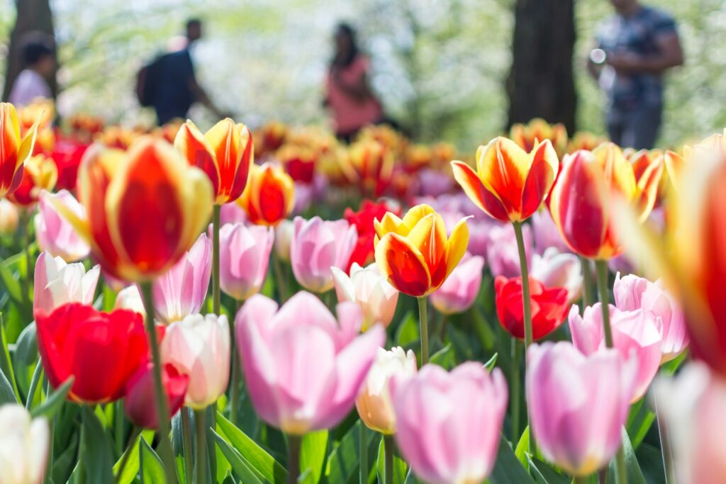 Beet mit roten und rosa Tulpen in voller Blüte nach dem Tulpen pflanzen im Herbst