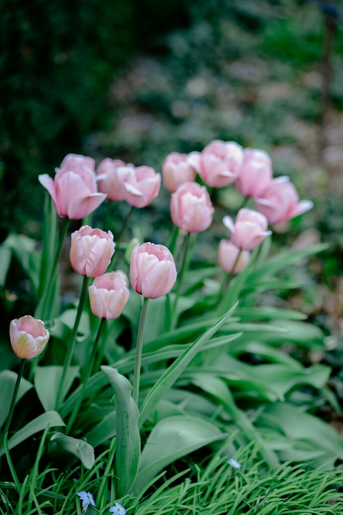 Rosa Tulpen blühen im Garten zwischen frischem Grün
