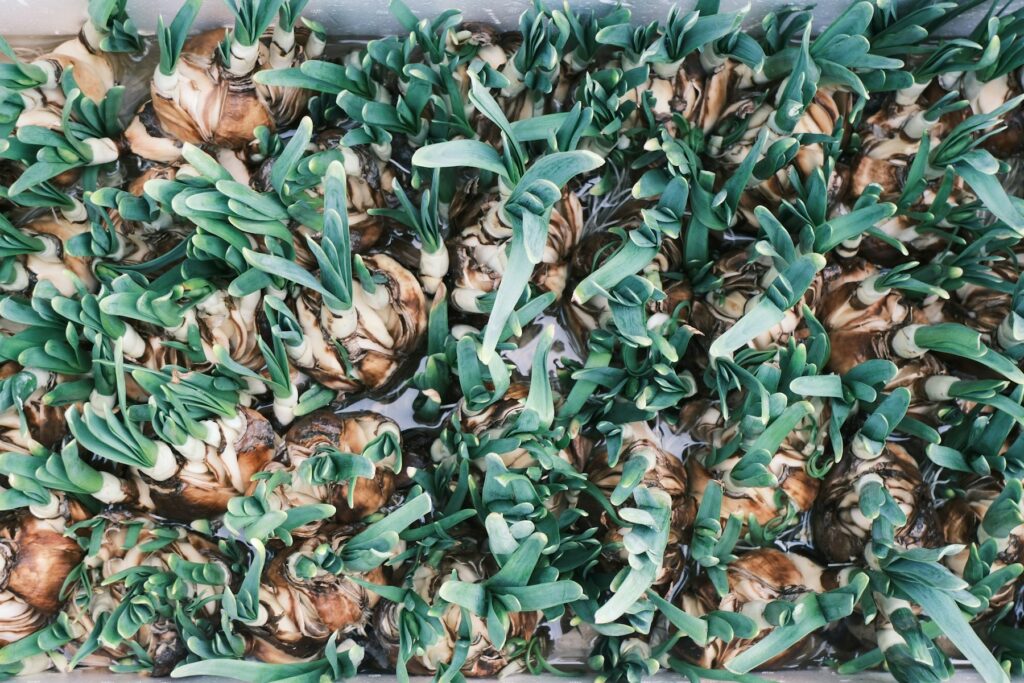 Austreibende Blumenzwiebeln mit grünen Blättern