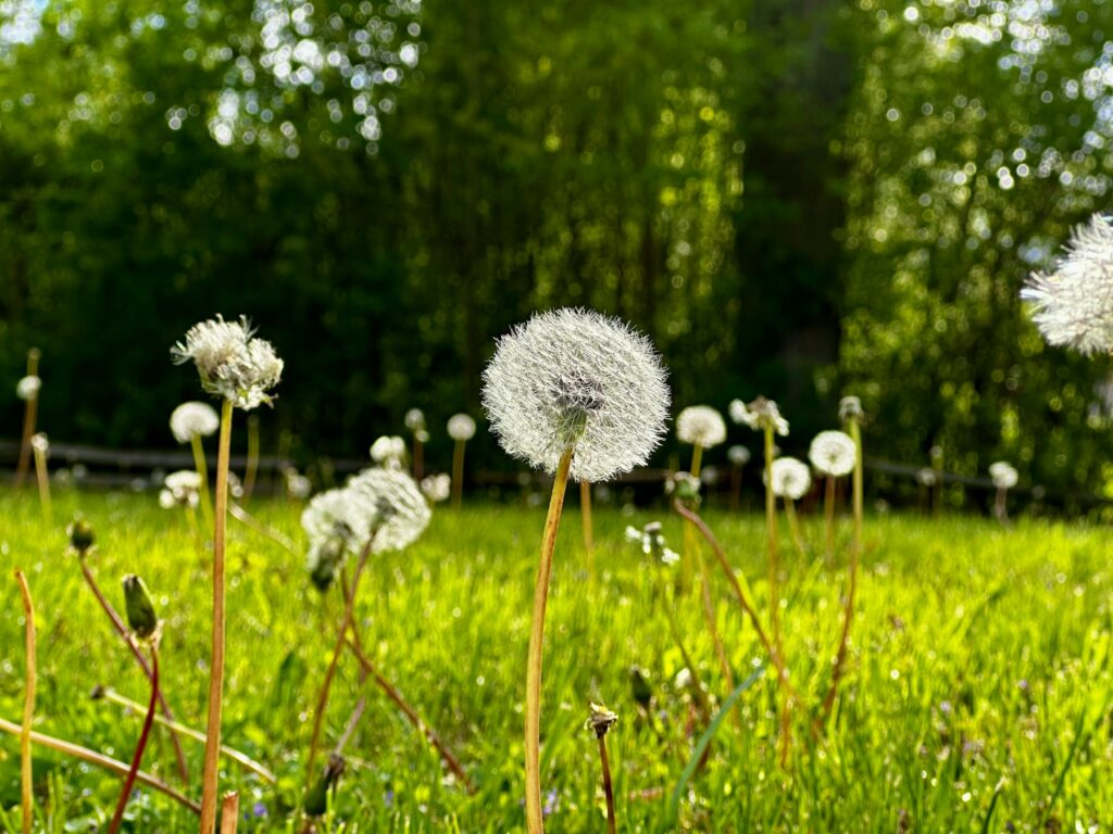 Pusteblumen des Löwenzahns auf einer sonnigen Rasenfläche – typisches Unkraut im Rasen