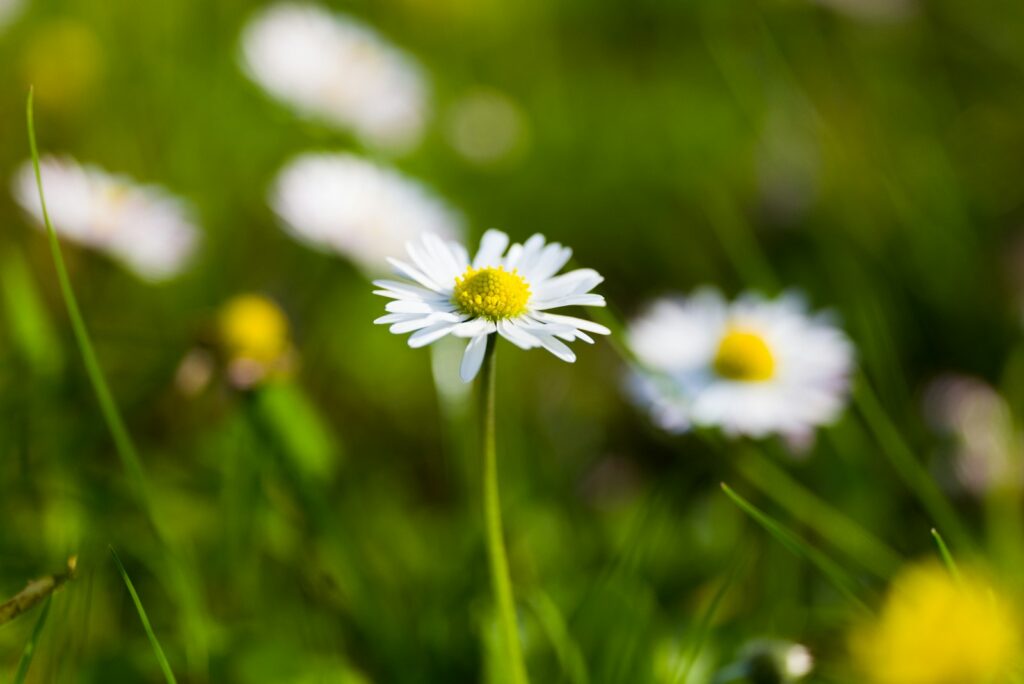 Gänseblümchen blüht in einer Rasenfläche – Rasenunkräuter als Nahrung für Insekten