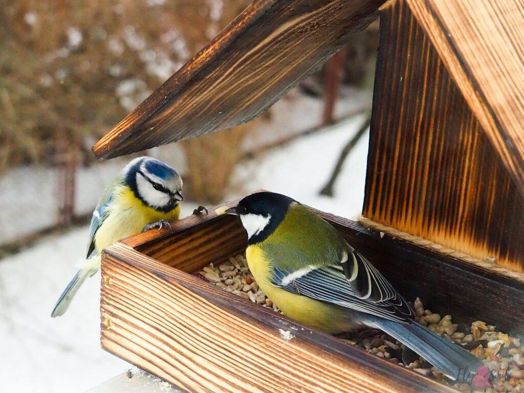Kohlmeise auf einem hölzernen Vogelhaus mit Sonnenblumenkernen im Winter