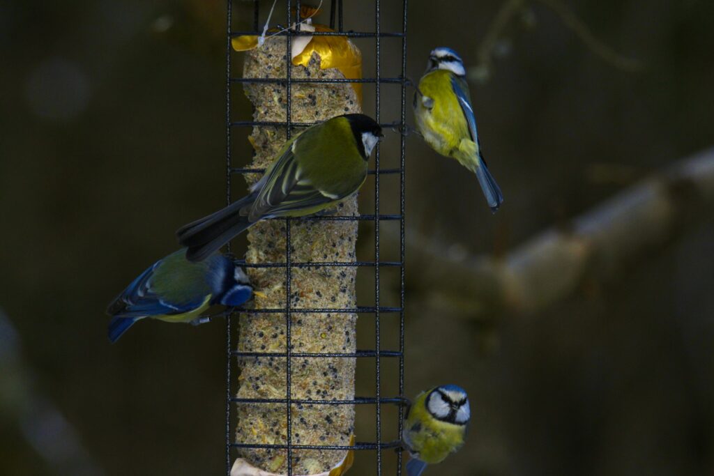 Kohlmeisen und Blaumeisen sitzen an einem Vogelhaus mit Futter im Winterwald