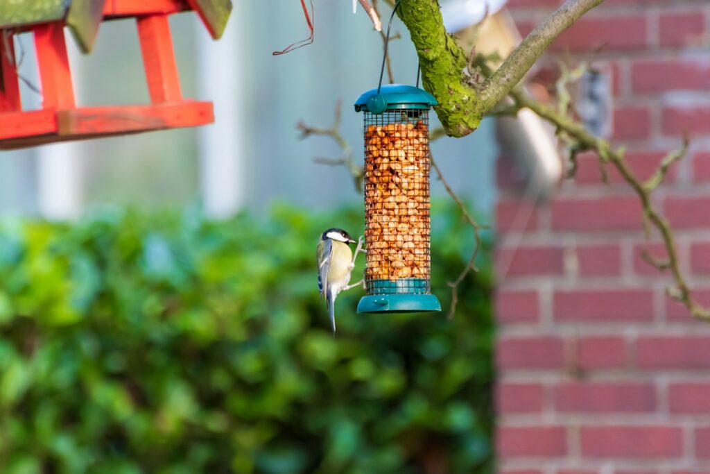 Kohlmeise frisst an einem Erdnussspender neben dem Vogelhaus im Garten