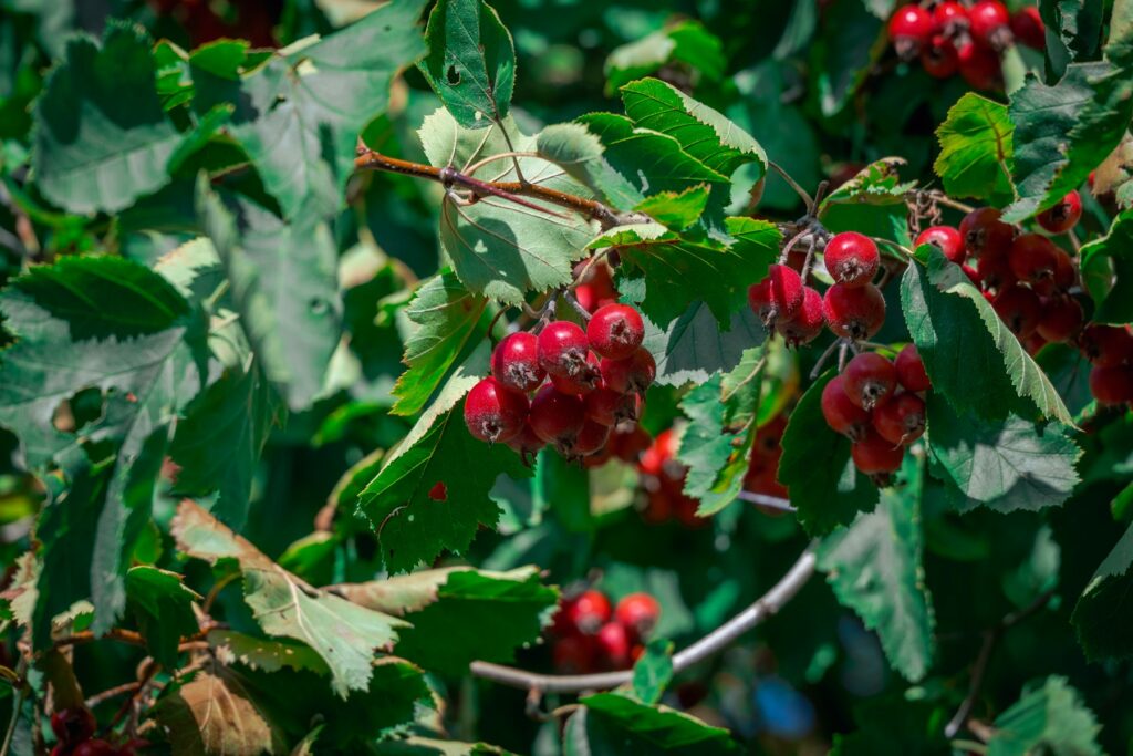 Rote Weißdornbeeren an Zweigen