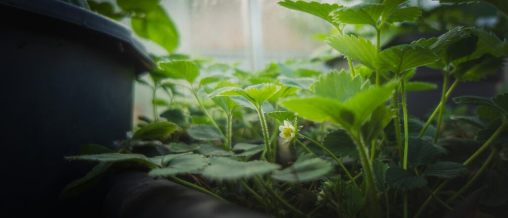 Junge Erdbeerpflanzen mit erster Blüte im Beet – wann Erdbeeren pflanzen hängt vom Pflanzentyp ab