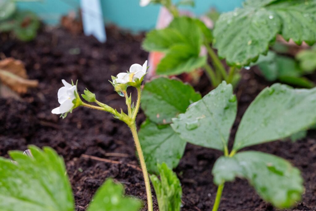 Erdbeerpflanze mit weißen Blüten und grünen Blättern im Frühjahr nach dem Erdbeeren pflanzen im Spätsommer