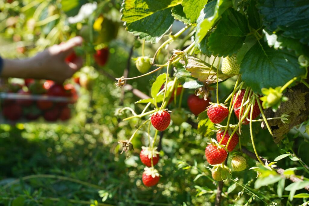 Person pflückt reife Erdbeeren von den Pflanzen im Feld