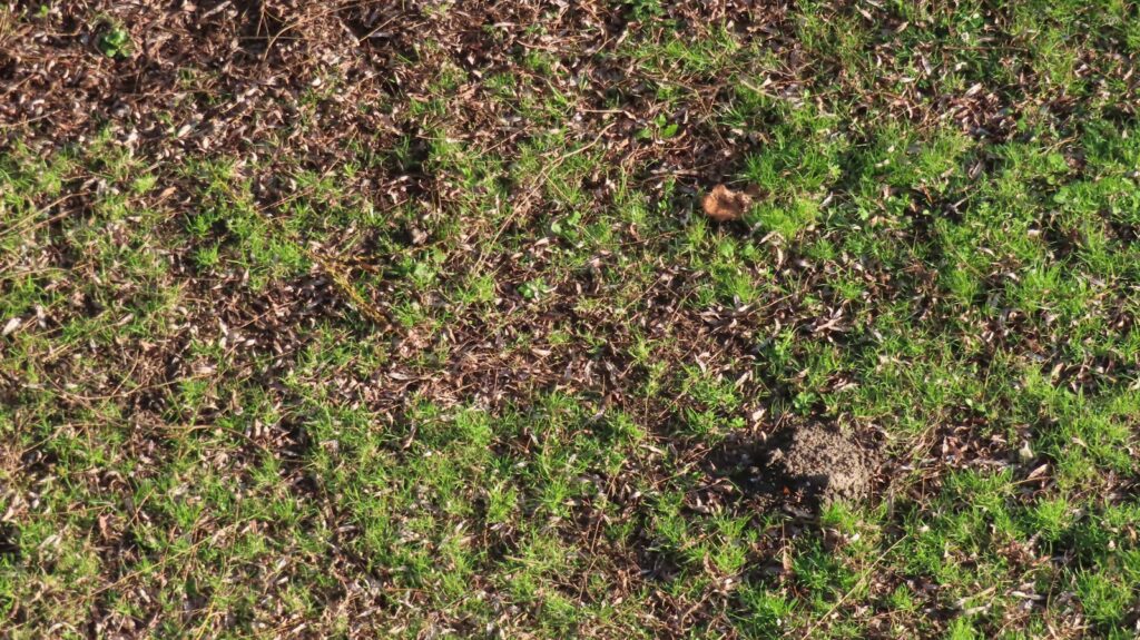 Rasen mit braunem Herbstlaub – im Herbst Rasen düngen mit kaliumbetontem Dünger