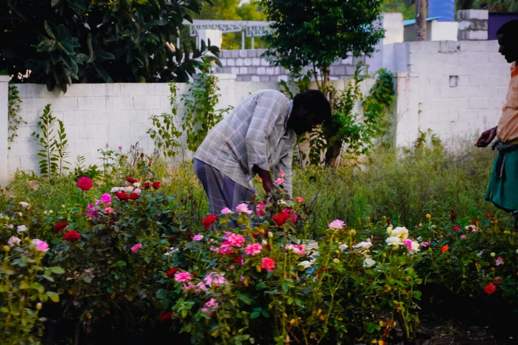 Gärtner pflegt einen blühenden Rosengarten – wann Rosen schneiden hängt von der Rosengruppe ab