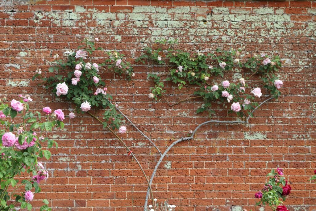 Rosa Kletterrose an einer verwitterten Backsteinmauer – Rosenschnitt bei Kletterrosen über Seitentriebe