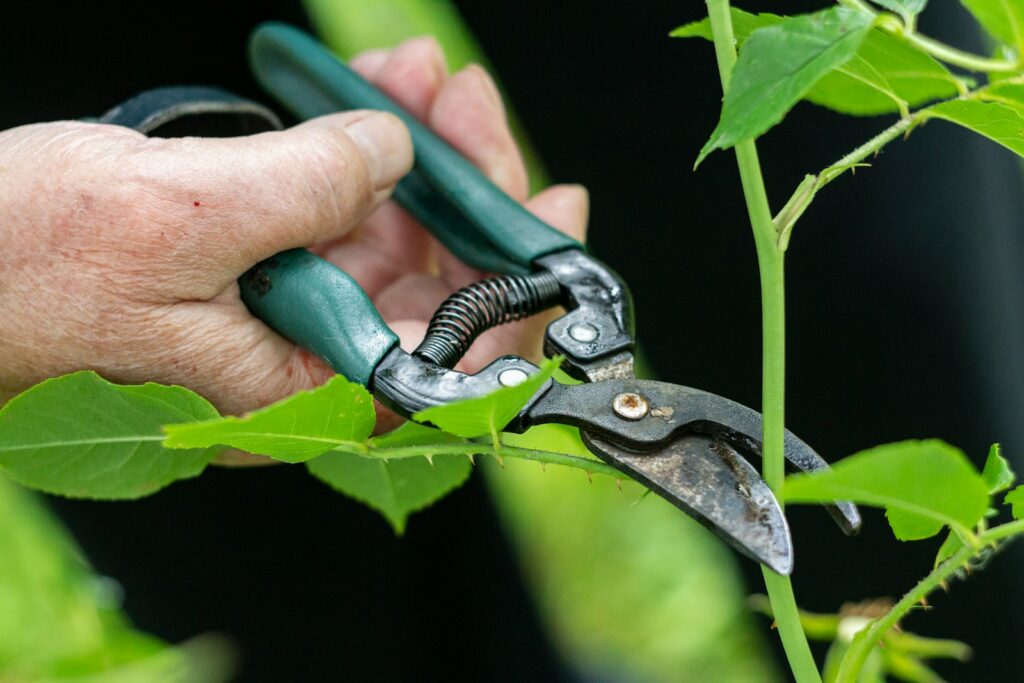 Hand setzt die Rosenschere an einem Rosentrieb an – Rosen schneiden knapp über einem Auge
