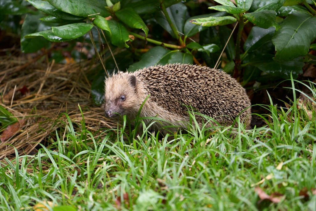 Igel durchstöbert Gras und Laubstreu nach Insekten – was fressen Igel im Garten