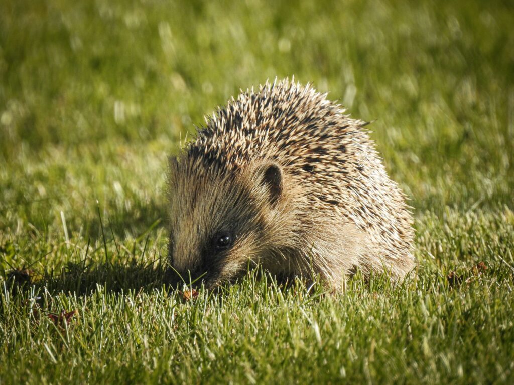 Igel sucht im Rasen nach Käfern und Würmern – was fressen Igel in der Natur