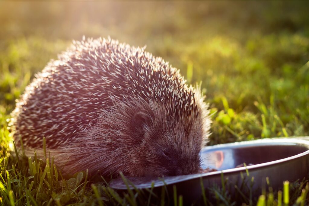 Igel frisst aus einer Schale auf der Wiese – Igel füttern nur in Notzeiten