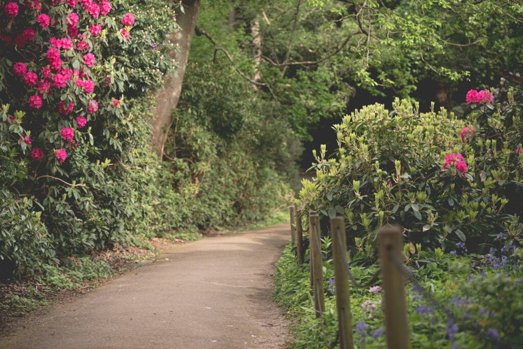 Geschwungener Gartenweg zwischen blühenden Rhododendren und dichtem Grün – Antwort auf die Frage, welche Pflanzen für den Schattengarten passen