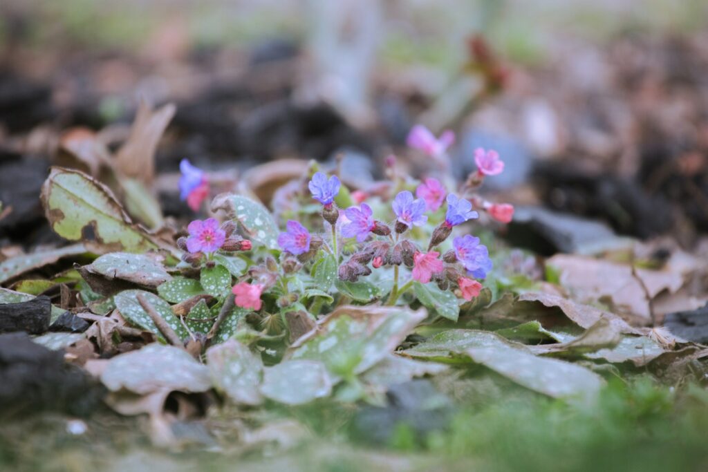 Rosa und blaue Blüten des Lungenkrauts zwischen Laub im zeitigen Frühjahr im Schattengarten