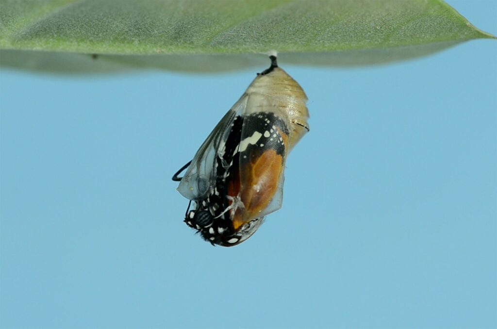 Schmetterling schlüpft aus seiner Puppe – die Lebensdauer beginnt aber schon mit dem Ei